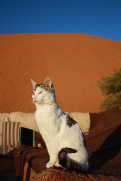 merzuga_ergchebbi_1